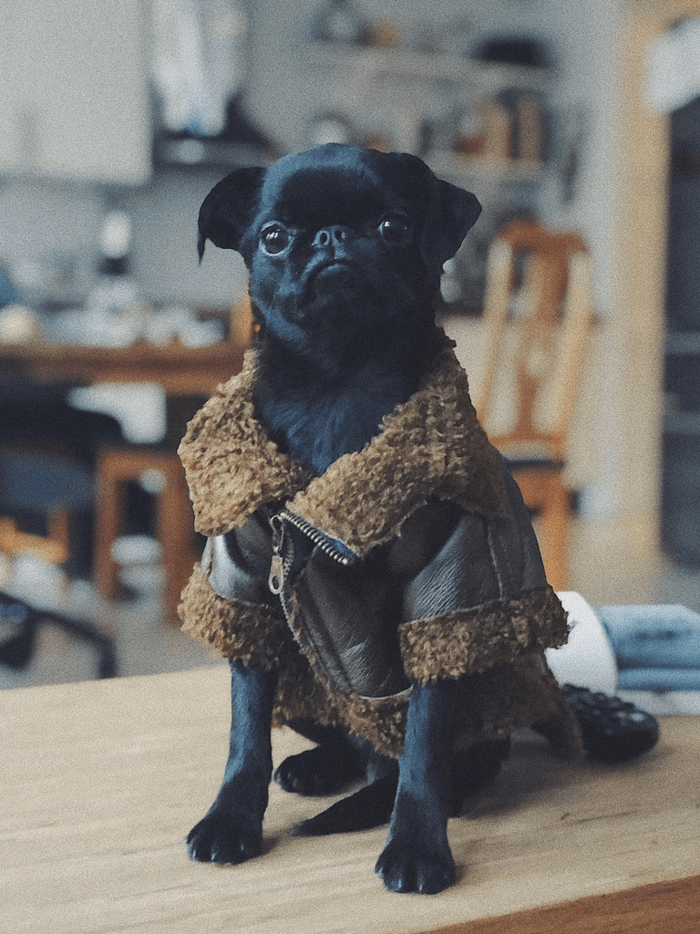 Mucho the dog wearing a leather jacket